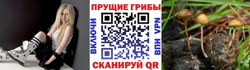 ОМГ ОМГ как войти  что такое наркотик  Дюртюли  Галлюциногенные грибы Psilocybe 